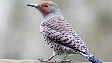 birds that are similar to a flicker